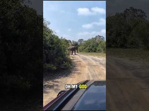 Bears, Elephants... and a Safari Crash! 🐘🚙