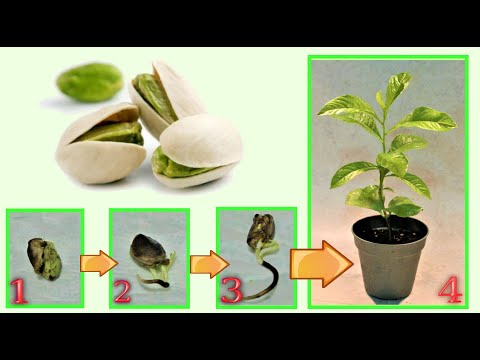 Pistacchio - fai nascere una piantina a costo zero