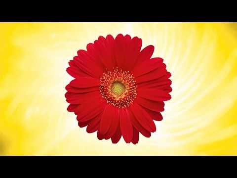 ПЕРСПЕКТИВА СБЛИЖЕНИЯ - общий расклад таро