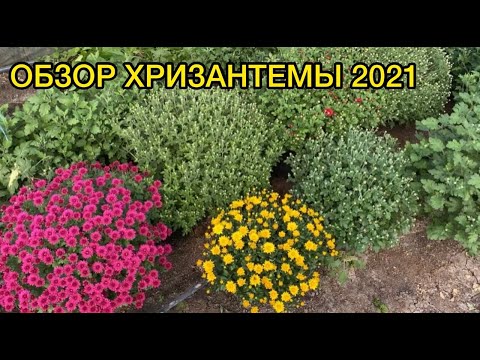 Обзор хризантемы 2021  +Еще один способ продаж