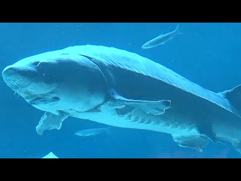 十年禁渔看长江(二)