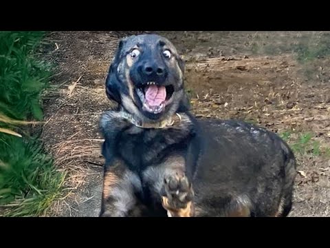 Animals Can't Stop Being Dramatic 🤣Funniest ANIMAL Videos 2025