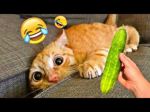 Funniest Animals 2024 😂 Best Funny Cats and Dogs Videos😻🐶Ep.10