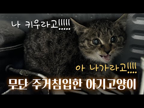 모르는 고양이가 집에 들어왔습니다...(간택? 냥줍?)