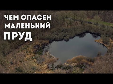 Лептоспироз. Как стоячие водоёмы становятся источником инфекции?