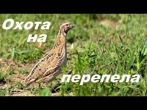 Охота на перепела открытие2023г