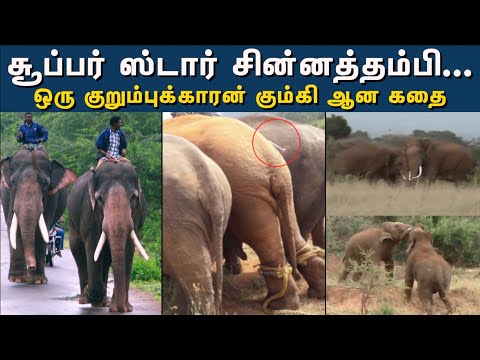 Super Star Chinna Thambi... ஒரு குறும்புக்காரன் கும்கி ஆன கதை! | Hindu Tamil Thisai |