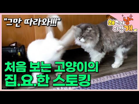 처음 본 암컷 고양이 꽁무니만 졸졸 따라다니는 수컷 고양이, 호감을 넘어 괴롭힘이 돼버린 스토킹... 합사에 있었던 문제는?│#왜그러냥귀엽개