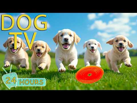 DOG TV: Ultimate Video Relax & Entertain for Dogs to Watch When Home Alone - Soothing Music for Dogs