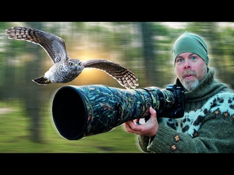 LUCKY SHOT ? - Photographing sparrow hawk three days in a blind