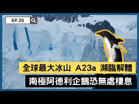 【精選】全球最大冰山A23a瀕臨解體 南極阿德利企鵝恐無處棲息｜聚焦全世界｜舒夢蘭