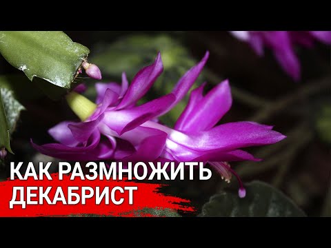 Как размножить декабрист