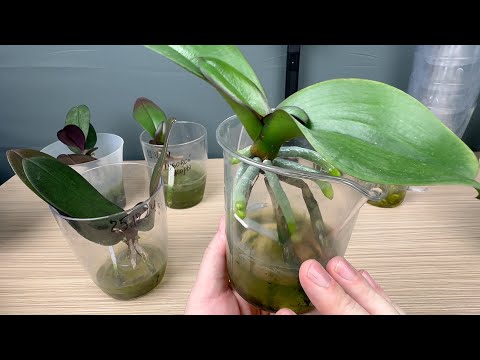 ДВЕ ОШИБКИ наращивания корней орхидеи над водой // почему не получается растить корни у орхидеи