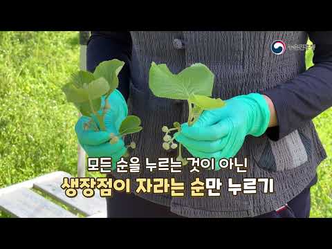 해금 골드키위 재배기술