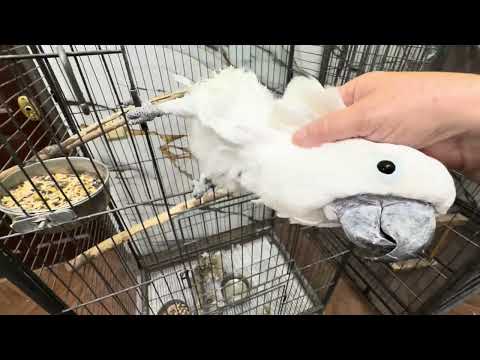 Я пришла к своим любимым какаду и они устроили мне ГРОМКУЮ ВСТРЕЧУ!!!