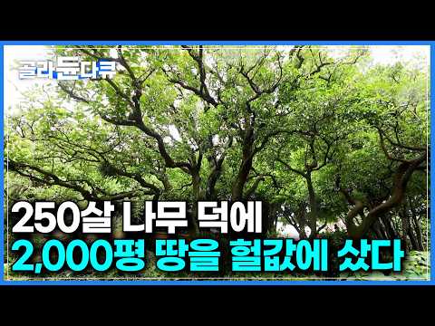 "한 그루는 영원히 제 것으로" 나무만 지켜주면 땅은 헐값에 팔겠다는 전주인 부탁에 결국｜과수원 포기하고 만든 정원｜250년전 임금님께 진상했던 진귤나무｜건축탐구 집｜#골라듄다큐