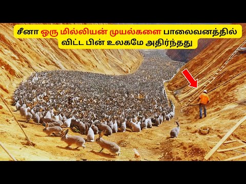 சீனா ஒரு மில்லியன்  முயல்களை பாலைவனத்தில் விட்டது, ஒரு வருடம் கழித்து உலகமே அதிர்ச்சியடைந்தது