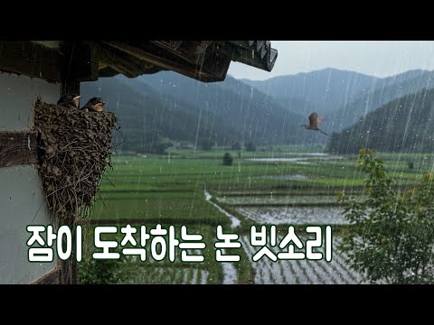 평온하게 잠드는 옛날 논 빗소리｜논 개구리 빗소리로 불면증 대신 숙면을 맞는 ASMR 백색소음