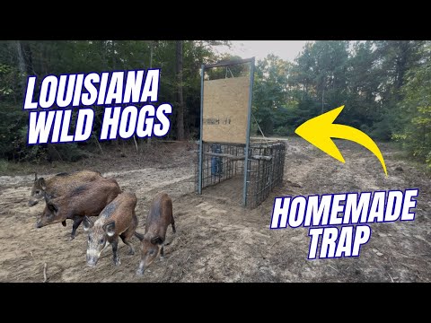 Wild Hog Catch Using this Old Homemade Trap (Catch* Cook) Smoked A Whole Wild Pig