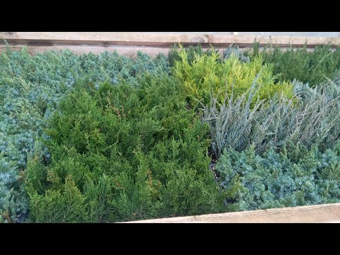 Where can I get cuttings if I don't have my own mother plants?