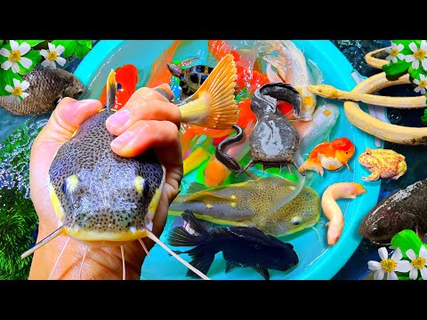 Amazing Catch Big Catfish, Ranchu, Koi, Big Pleco Fish, Goldfish, Carp, Catch Colorful fish in rain