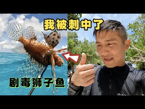 《环球探海记》马尔代夫 第20天:今天我被剧毒的狮子鱼刺中了 #马尔代夫 #赶海 #旅行攻略 #旅行 #旅拍 #狮子鱼#抓龙虾