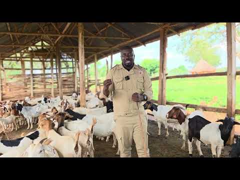 The risk u must know about goat farming( reason why people leave goat farming without benefiting)