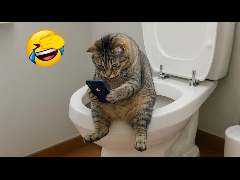 Funniest Cats of 2025 😹 You Won’t Stop Laughing! Part 16
