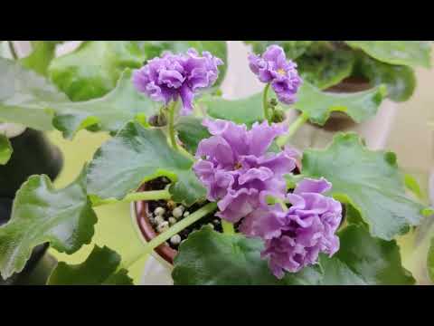 Моя коллекция фиалок.