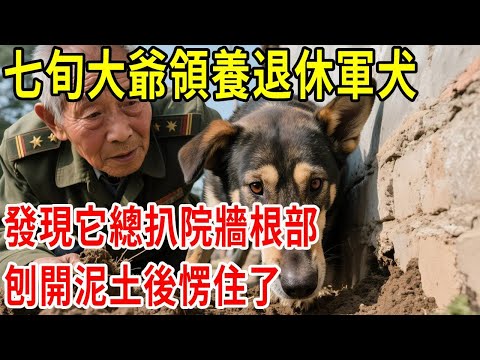 七旬大爺領養退休軍犬，發現它總扒院牆根部，刨開泥土後愣住了#原創#情感