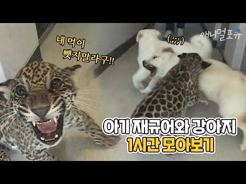 먹이 때문에 서열1위 강아지를 공격한 아기 재규어?! 아기 재규어와 강아지 모아보기🐶🐆 | 마지막화까지 풀버전 | KBS 주주클럽 2003 방송