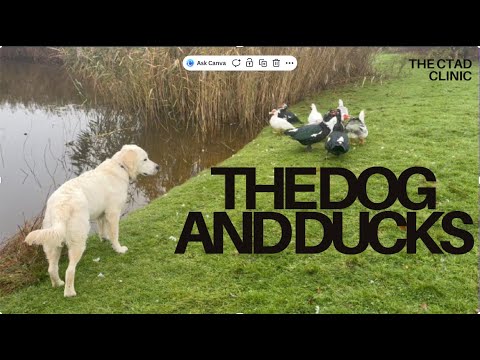 A golden retriever puppy hangs out with Muscovy Ducks