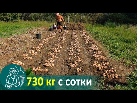 Growing Potatoes with a Slope without Hilling 🚀 Potato Cultivation According to Gordeev’s Technology