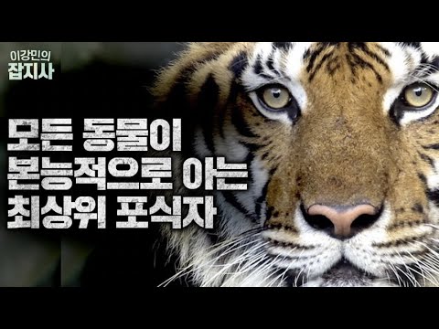 🐯 한반도에서 호랑이를 다시 볼 수 있을까?