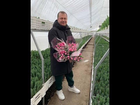 500 тысяч тюльпанов. Роман Овсяников и его тепличное хозяйство. Город Поворино.