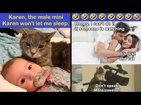 Cat Memes So Cute, Even Your Bad Mood Packs Its Bags | Happy And Fun