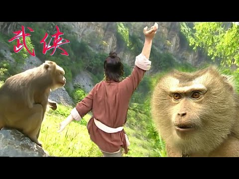 功夫電影!猴子視功夫少年為主人,竟助他練成絕世神功! 💥 中国电视剧 | KungFu