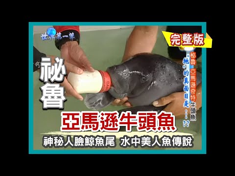 【祕魯】亞馬遜牛頭魚(巨無霸歪頭龜/伊基多最大市場/釣食人魚大賽/海牛研究中心)|《世界第一等》322集小馬完整版