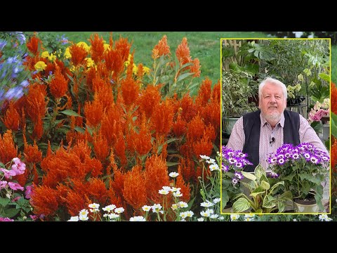 LE QUOTIDIEN DU JARDIN, LES CÉLOSIES FLEURS DE L’ANNÉE, COULEURS TONIQUES DE L’ÉTÉ (émission N°156)