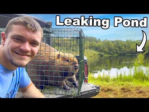 I Relocated Beavers into an Abandoned Pond To Fix It!
