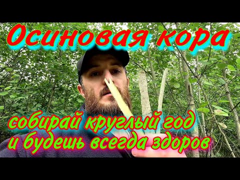 Осиновая кора! Зачем её нужно собирать круглый год! Информация которую нужно знать всем!!!