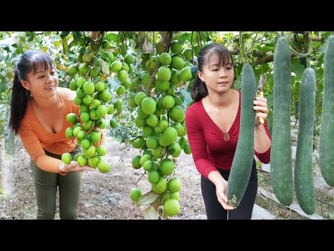 REWIND TIMELAPSE --750 Days Harvest Many Chinese Apple, Carrot, Cauliflower,.../Phương's Story