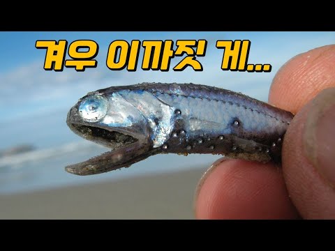 2cm짜리 심해어가 지구를 구하는 놀라운 방법!
