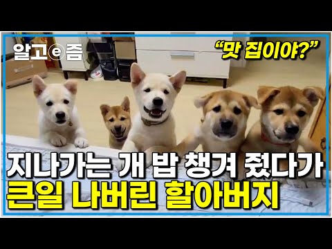 "군대에서 밥 챙겨 줬었거든요.." 동네 개를 귀여워 한 할아버지에게 찾아온 6마리의 선물 근데 이거 선물 맞죠? |세상에 나쁜 개는 없다|알고e즘