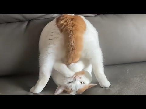 CATS: Weird and Unpredictable