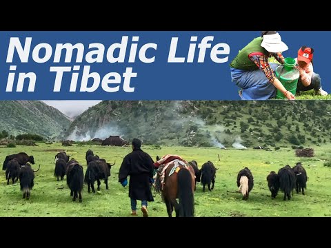 A Day in the Life of a Tibetan Nomad Family; How do Tibetan Wife and Husband Divide Their House Work