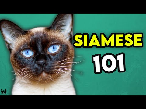Siamese Cat 101 - Learn EVERYTHING About Them!