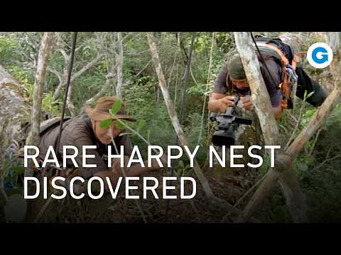 Into the Deep Guyana Jungle: The Harpy Eagle