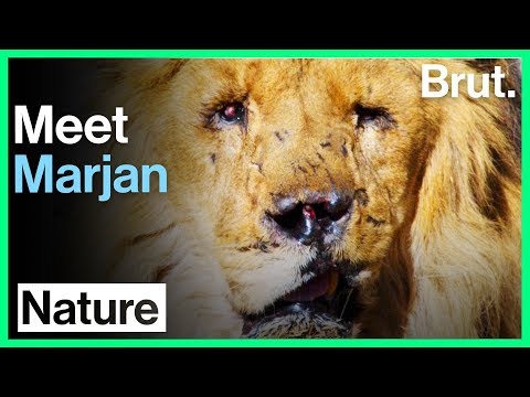 Meet Marjan, Afghanistan's Last Lion