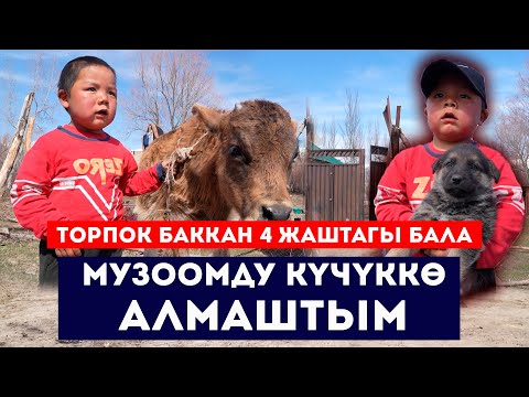 Торпок баккан 4 жаштагы бала // Музоомду күчүккө алмаштым // Сокол Медиа